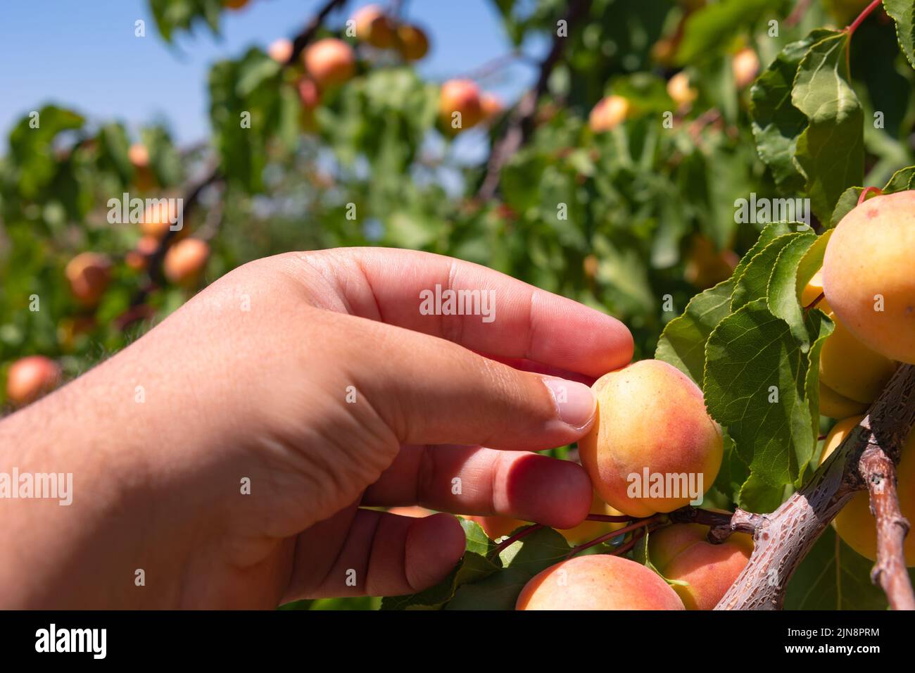 Mann, der eine Aprikose von einem Baum in einem Obstgarten oder Bauernhof sammelt. Aprikosenproduktion in Malatya Türkei. Stockfoto