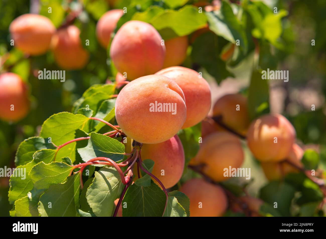 Aprikosen im Fokus. Bio-Früchte auf dem Baum. Konzept der veganen Lebensmittelproduktion. Stockfoto