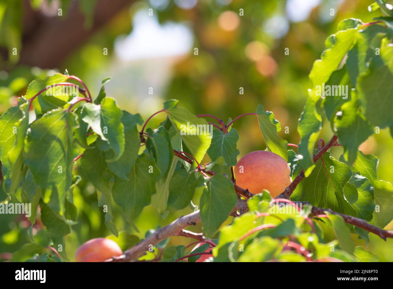 Aprikosenbaum. Bio-Rohfrüchte auf dem Ast. Aprikosenproduktion in Malatya Türkei. Stockfoto