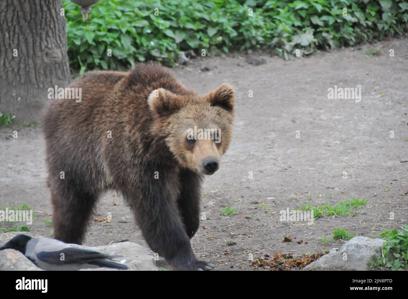 Die Tiere des Zoos von Skansen Stockfoto