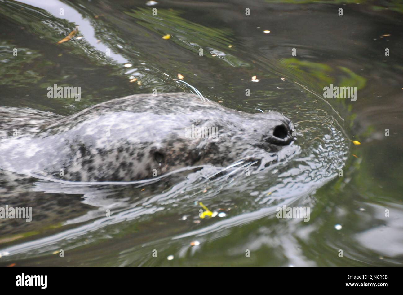 Die Tiere des Zoos von Skansen Stockfoto