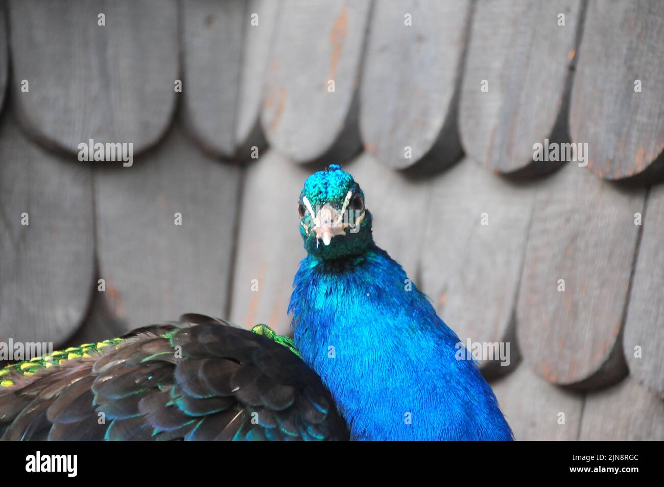 Die Tiere des Zoos von Skansen Stockfoto