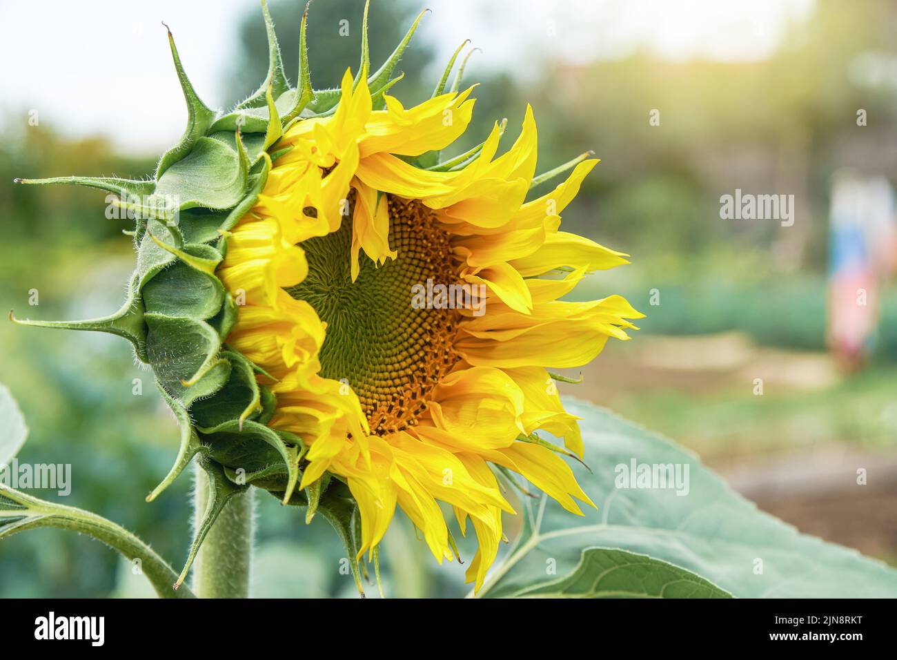 Sonnenblume mit leuchtend gelben Blütenblättern Scheibe floret und grünen Blättern auf unscharfem Hintergrund. Schöne Pflanze wächst in landwirtschaftlichen Feld Nahaufnahme Stockfoto