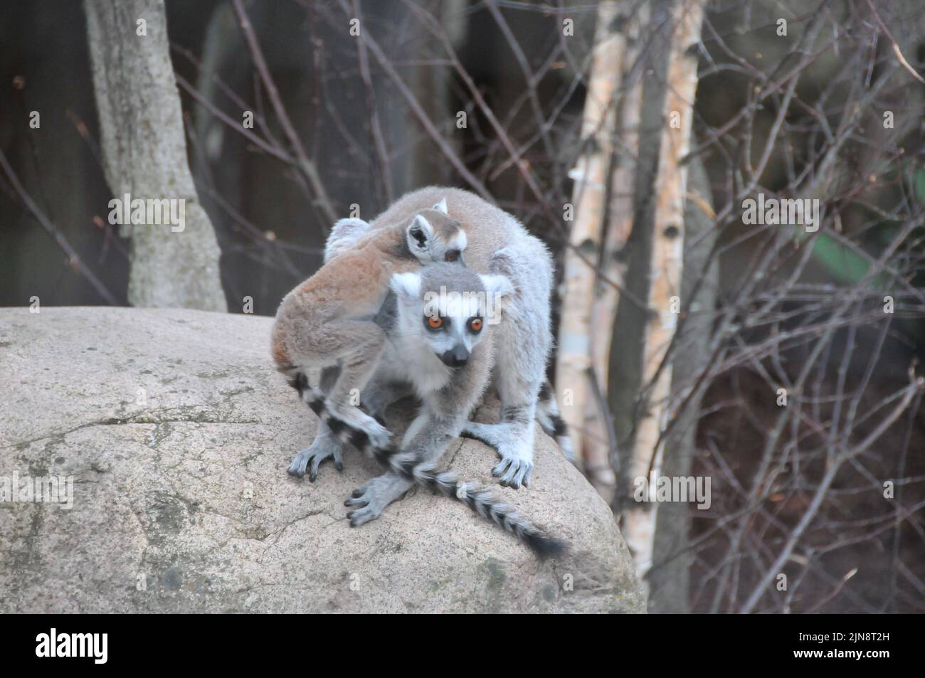 Die Tiere des Zoos von Skansen Stockfoto