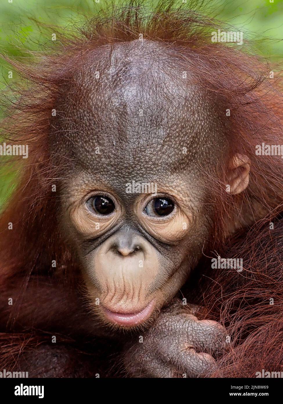 Dieser entzückende Orang-Utan zieht ein Entengesicht zur Kamera. Jakarta, Indonesien: DIESE KOMISCHEN Bilder zeigen ein entzückendes Baby-Orang-Utan, das Gesichter gegen diese zieht Stockfoto