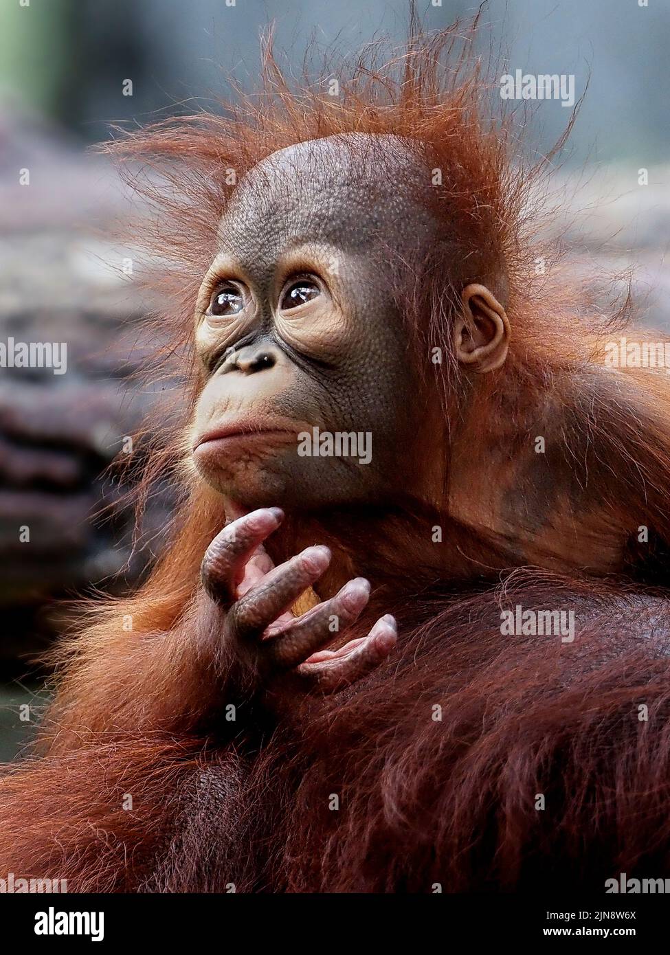 Dieser Orang-Utan kratzt sein Kinn mit einem verwirrten Blick auf sein Gesicht. Jakarta, Indonesien: DIESE KOMISCHEN Bilder zeigen ein entzückendes Baby-Orang-Utan, das an der Puste zieht Stockfoto