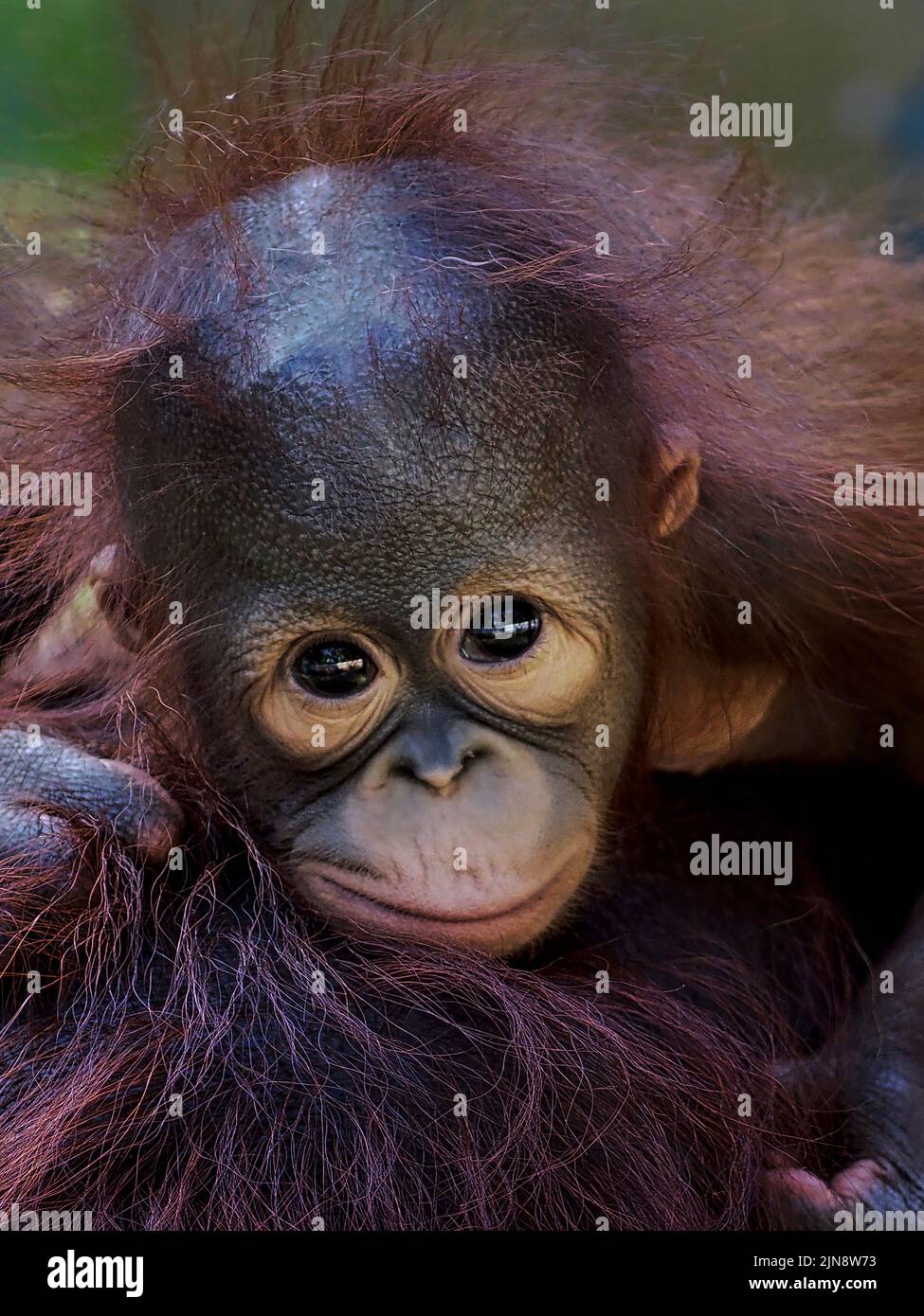 Dieses Baby pout für die Kamera. Jakarta, Indonesien: DIESE KOMISCHEN Bilder zeigen ein entzückendes Baby-Orang-Utan, das bei diesem Glück Gesichter zieht? Und erfreut ? Stockfoto