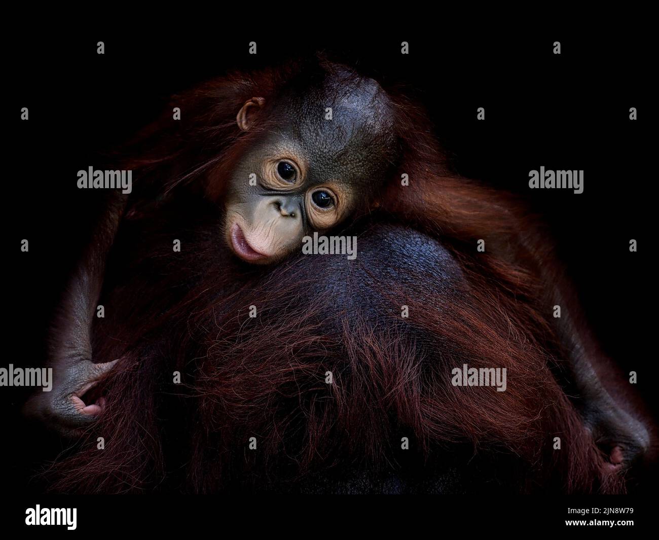 Umarmt sich auf Mama für eine Fahrt. Jakarta, Indonesien: DIESE KOMISCHEN Bilder zeigen ein entzückendes Baby-Orang-Utan, das bei diesem Glück Gesichter zieht? Und erfreut ? ph Stockfoto