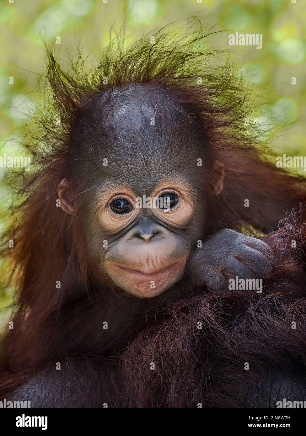 Dieses Baby hat verrückte Haare. Jakarta, Indonesien: DIESE KOMISCHEN Bilder zeigen ein entzückendes Baby-Orang-Utan, das bei diesem Glück Gesichter zieht? Und erfreut ? Foto Stockfoto