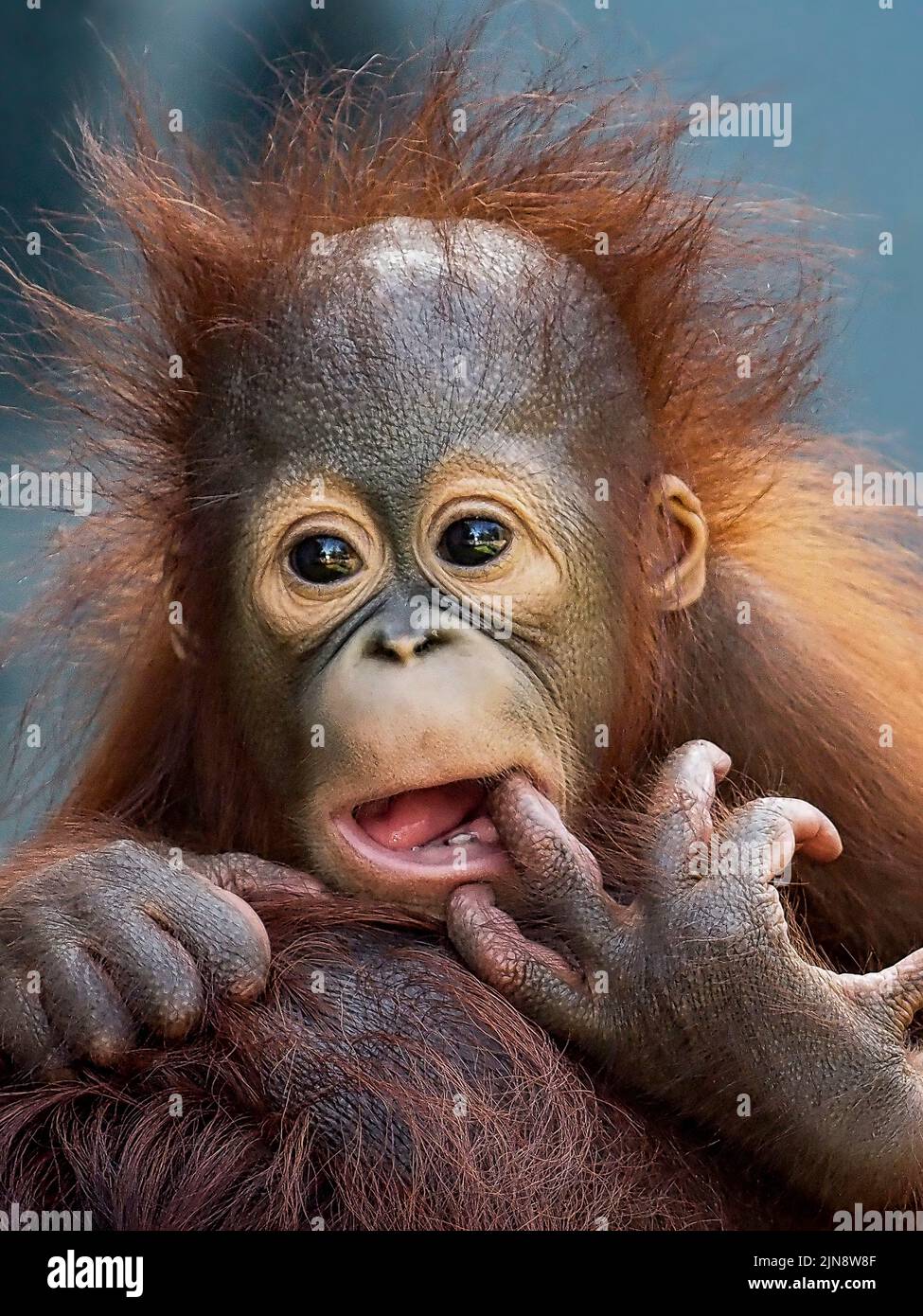 Dieses Baby zieht Gesichter von den Müttern zurück. Jakarta, Indonesien: DIESE KOMISCHEN Bilder zeigen ein entzückendes Baby-Orang-Utan, das bei diesem Glück Gesichter zieht? Und Delig Stockfoto