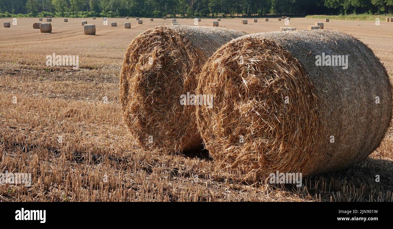Das Heu wurde geerntet. Eine große Anzahl von Rollen ist das sichtbare Ergebnis. Stockfoto