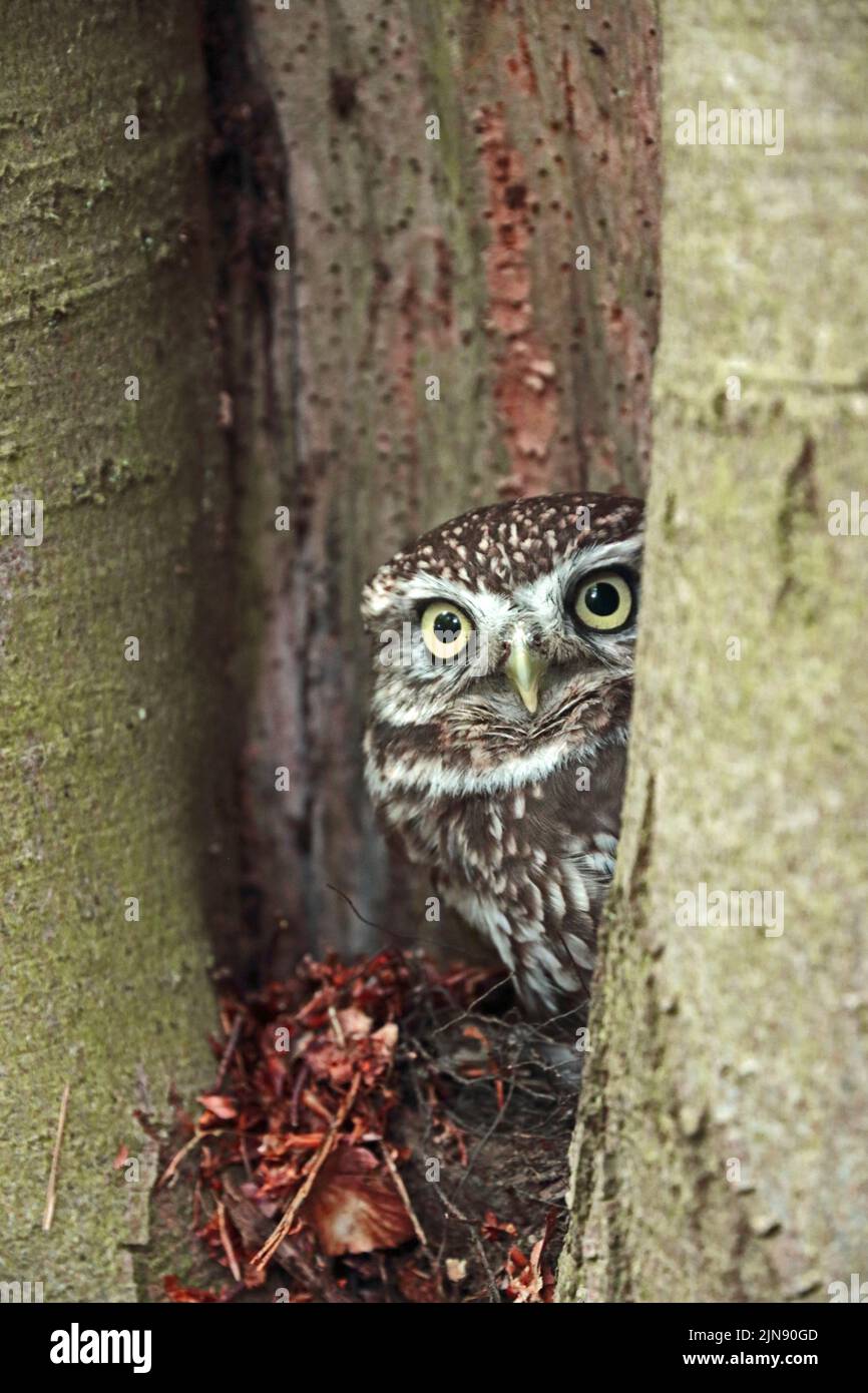 Die kleine Eule (Athene Noctua) thronte in einer Baumspalte Stockfoto