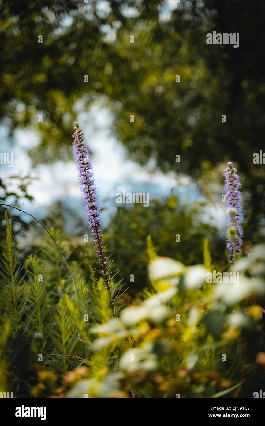 Eine vertikale Aufnahme von wachsenden purpurnen Mentha arvensis-Blüten, isoliert im grünen Naturhintergrund Stockfoto