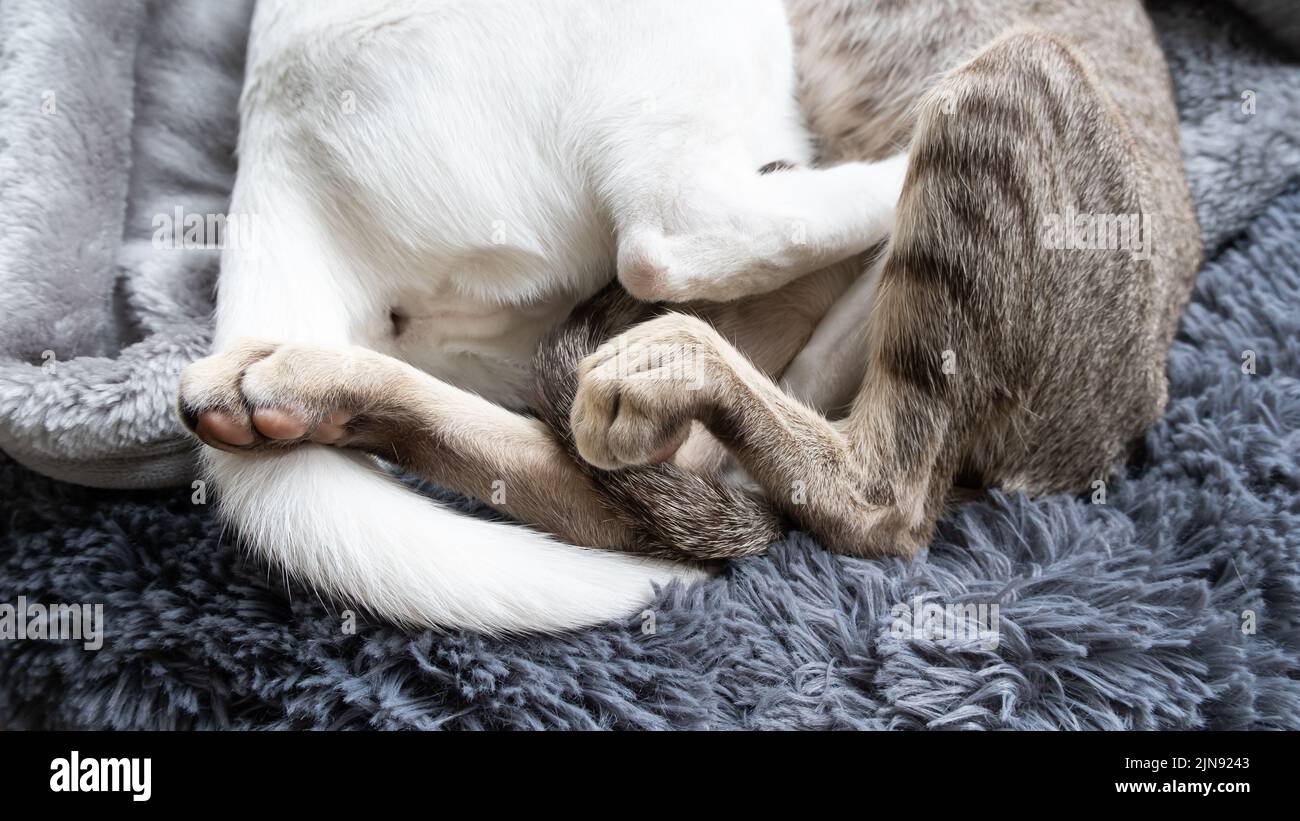 Pfoten und Schwänze aus orientalischem Kurzhaar weiß und gestromten Kätzchen schlafen zusammen. Stockfoto