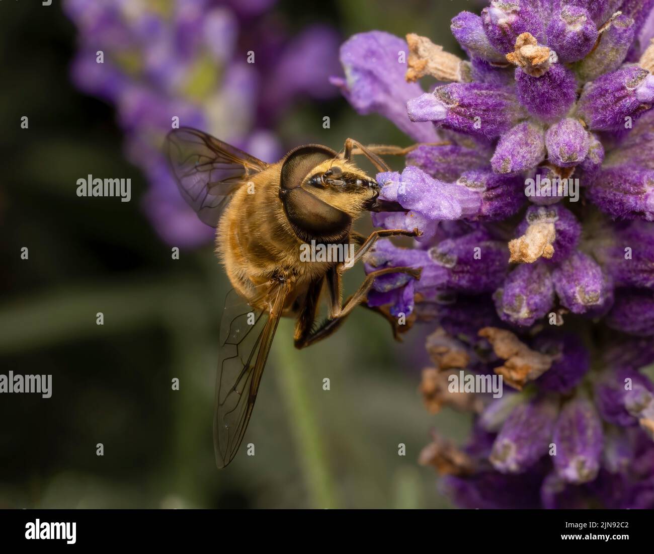 Eine harmlose Hover Fly, mit großen roten Augen, schlürft Nektar aus den Blüten einer Verbena-Pflanze Stockfoto
