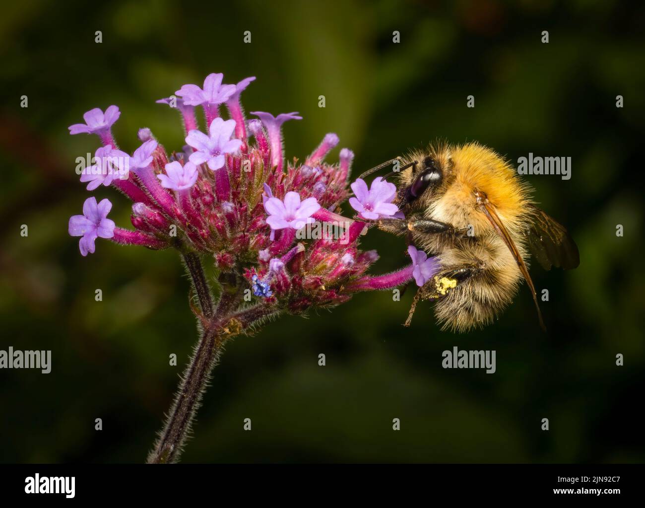 Eine Gemeine Carderbiene (Bombus pascuorum), die von einer Verbena-Blume ernährt und bestäubt Stockfoto