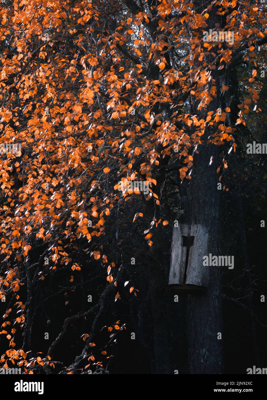 Herbstfärbung Blätter mit Vogelhaus am Herbstabend Stockfoto