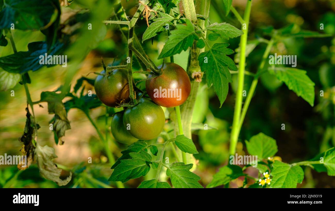 Schöne rote reife Tomaten, die in einem Gewächshaus angebaut werden. Reife rote Bio-Tomaten im Gewächshaus. Schöne Tomaten aus Erbstück Stockfoto
