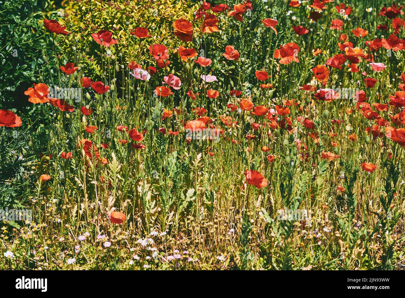 Sonnige Sommerwiese mit vielen roten scharlachroten, zarten Mohnblumen Stockfoto