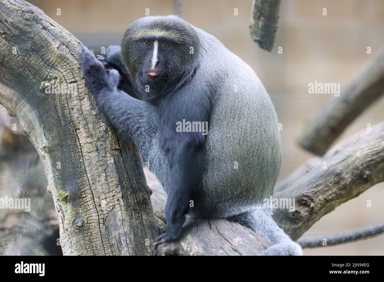 Primate streckt seine Zunge im Zoo Berlin aus. Stockfoto