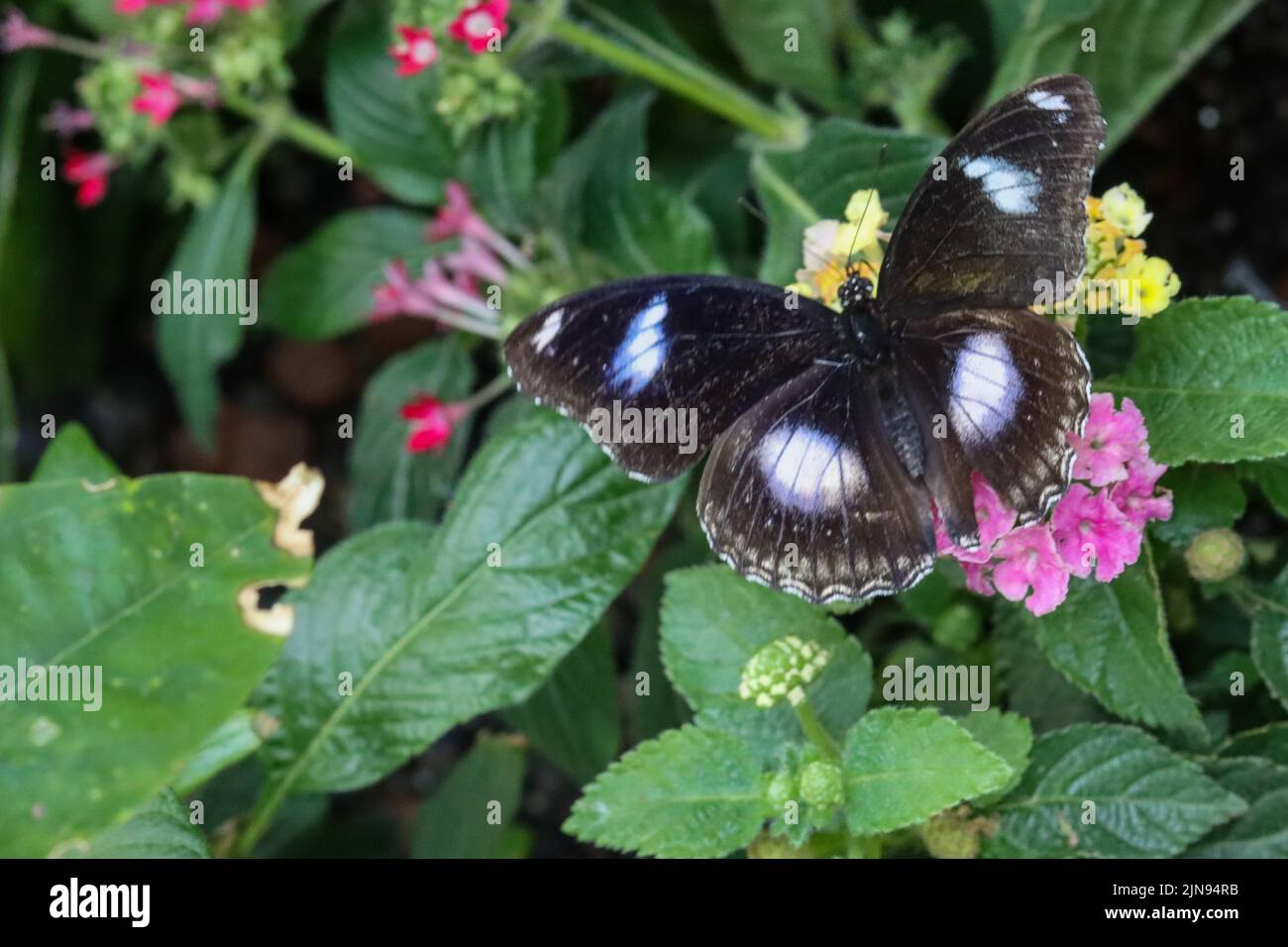 Schwarzer Schmetterling mit weißen und blauen Flecken ruht auf einer Pflanze. Stockfoto