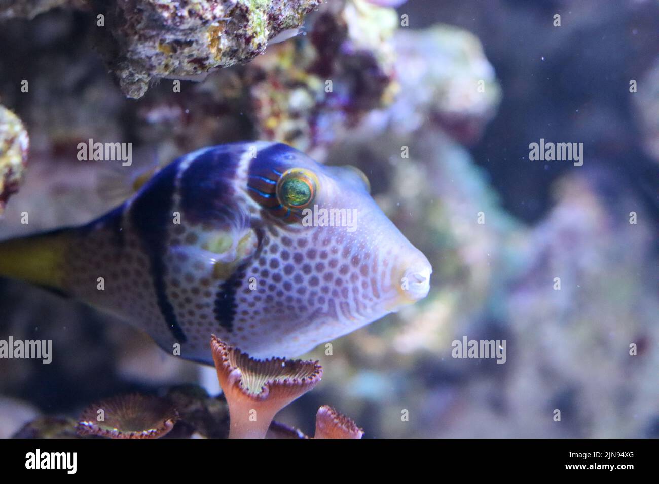 Fisch in Koralle Stockfoto