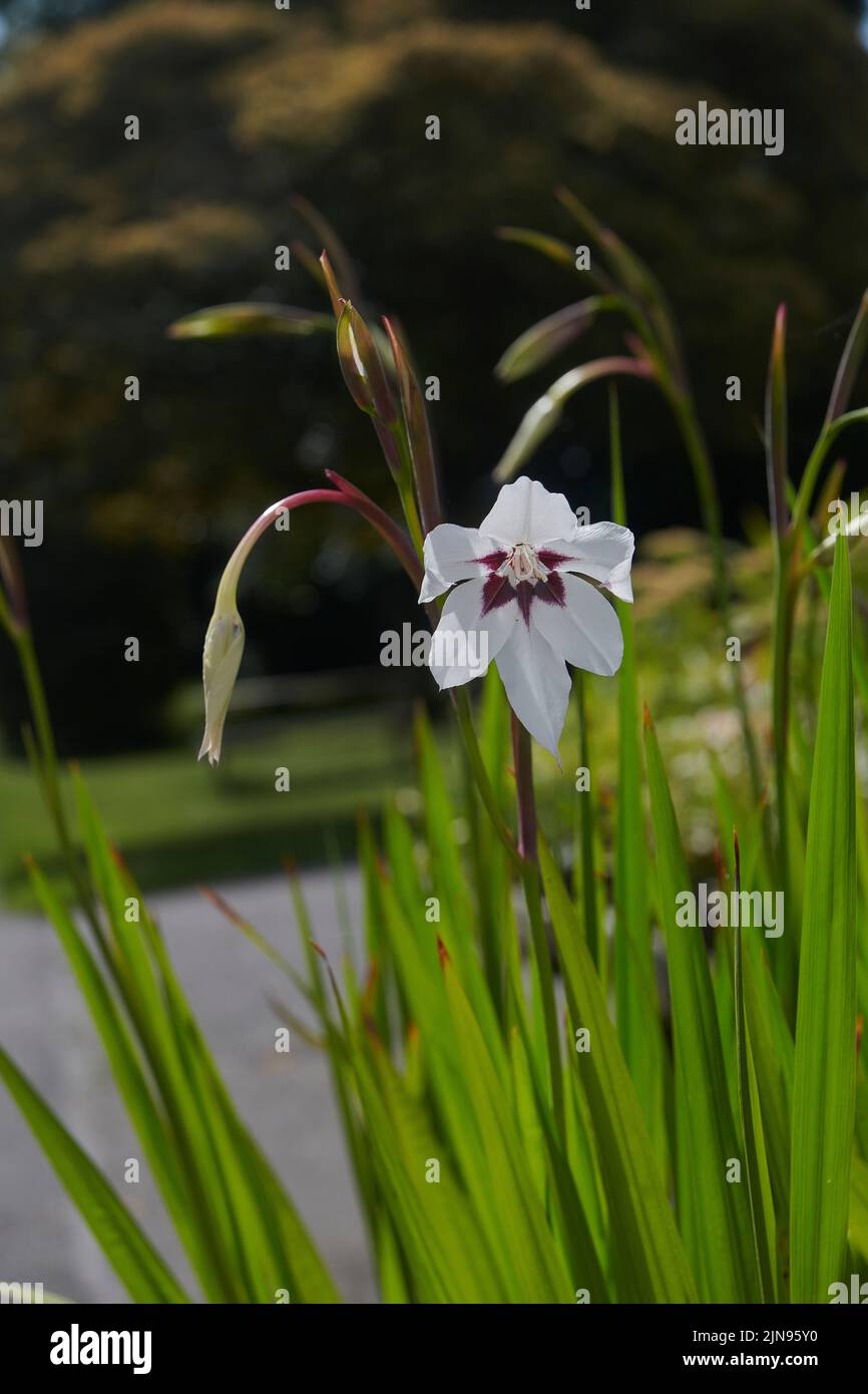 Gladiolus murielae wächst im Sommer im Freien in East Yorkshire, England, UK, GB. Stockfoto