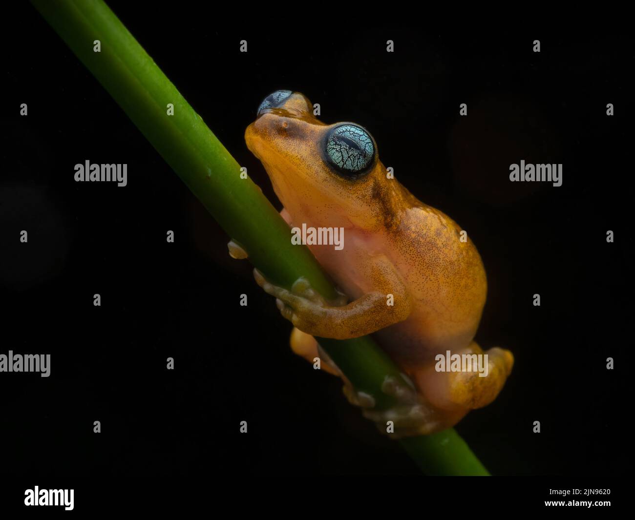 Porträt von Uthamans Schilfrosch auf einem dünnen Bambusstiel mit schwarzem Hintergrund unter diffusem Licht Stockfoto
