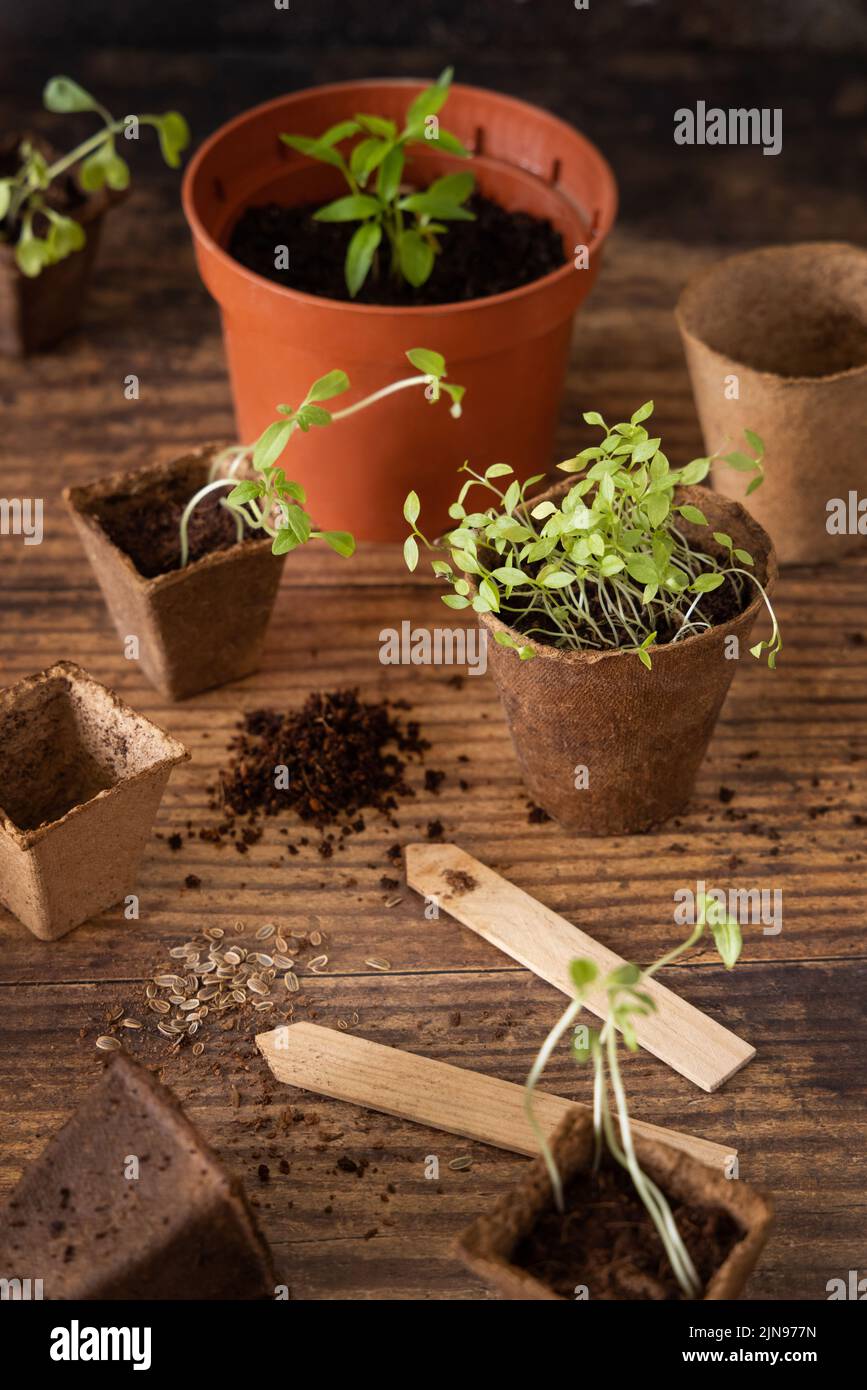 Pflanzen- und Kräuterpflanzen, die in biologisch abbaubaren Töpfen auf einem Holztisch wachsen, sind aus nächster Nähe zu sehen. Urban Indoor Gartenarbeit, hausgemachte Pflanzen, Keimung zu Hause Stockfoto