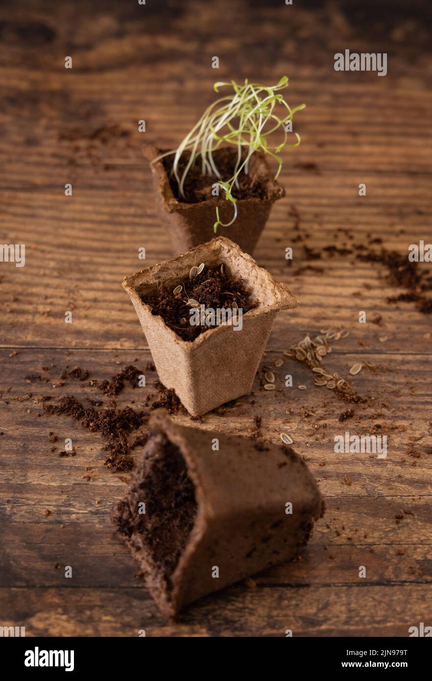Pflanzen- oder Kräuterkeimlinge, die in einem biologisch abbaubaren Topf auf einem Holztisch wachsen, sind aus nächster Nähe zu sehen. Urban Indoor Gartenarbeit, hausgemachte Pflanzen, Keimung zu Hause Stockfoto