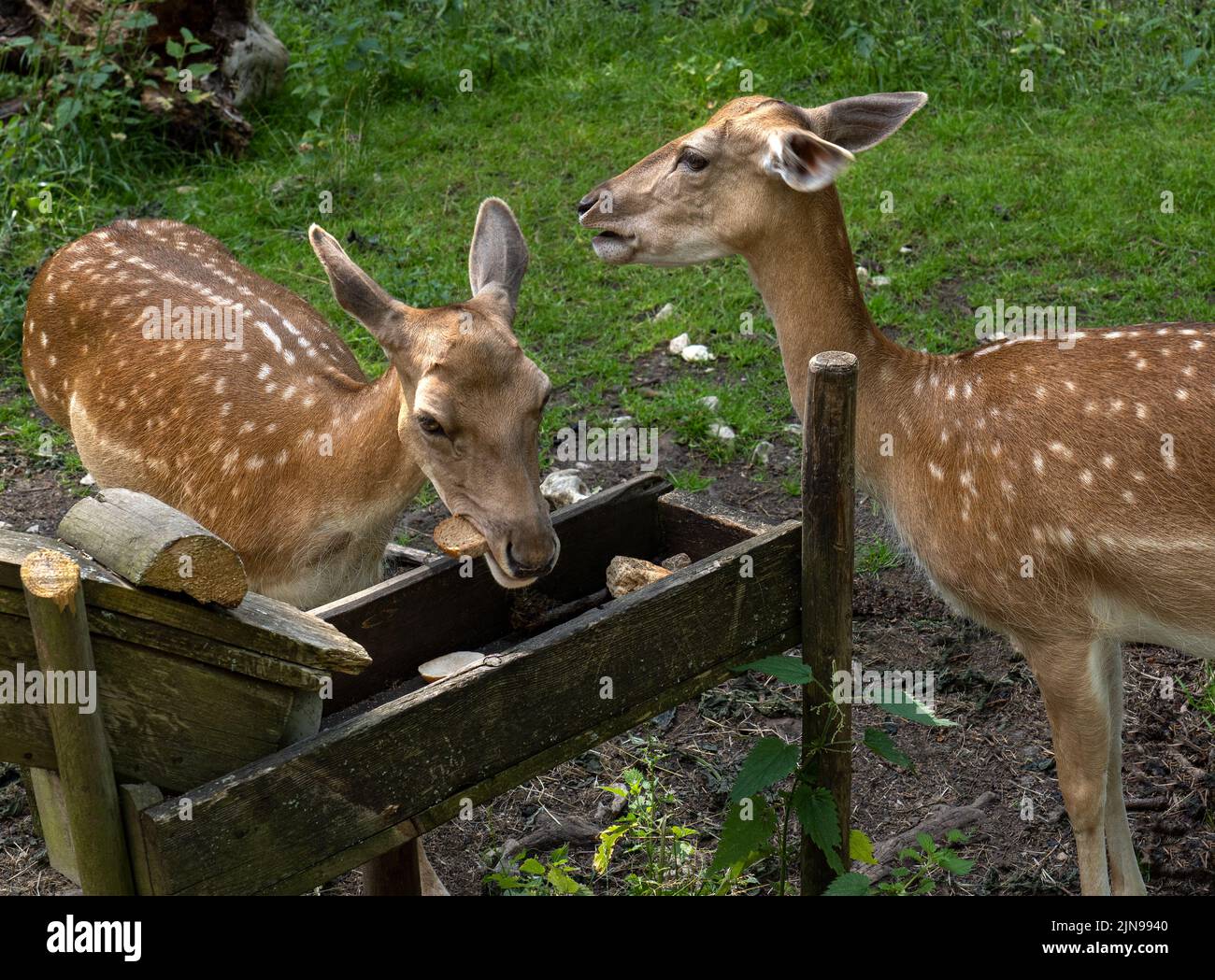 Zwei Damhirschweibchen an einer Futterstation Stockfoto