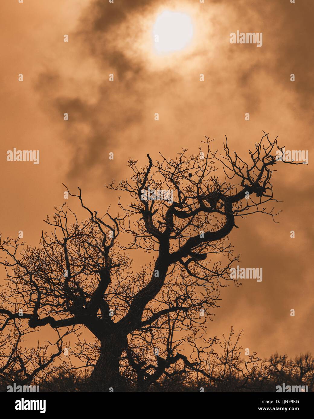 Alter Baum, der die Sonne erreicht Stockfoto