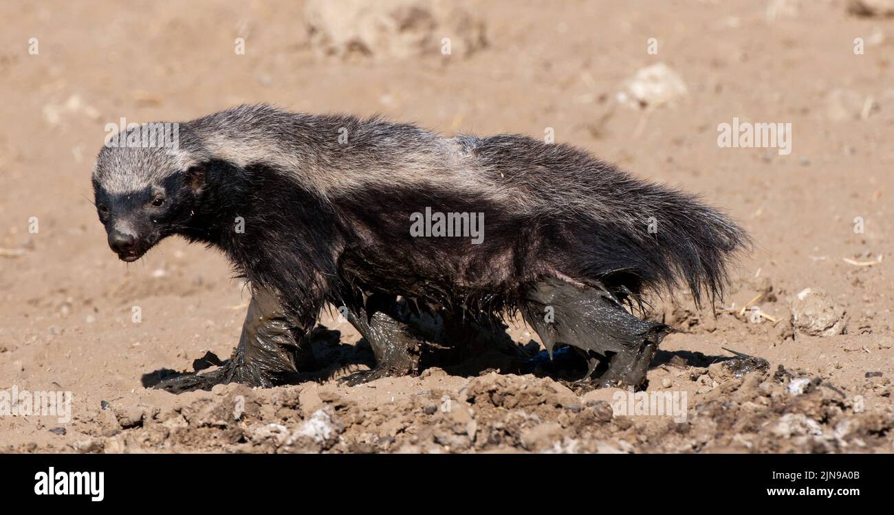 Honigbadger ( Mellivora capensis ) Kgalagadi Transfrontier Park, Südafrika Stockfoto