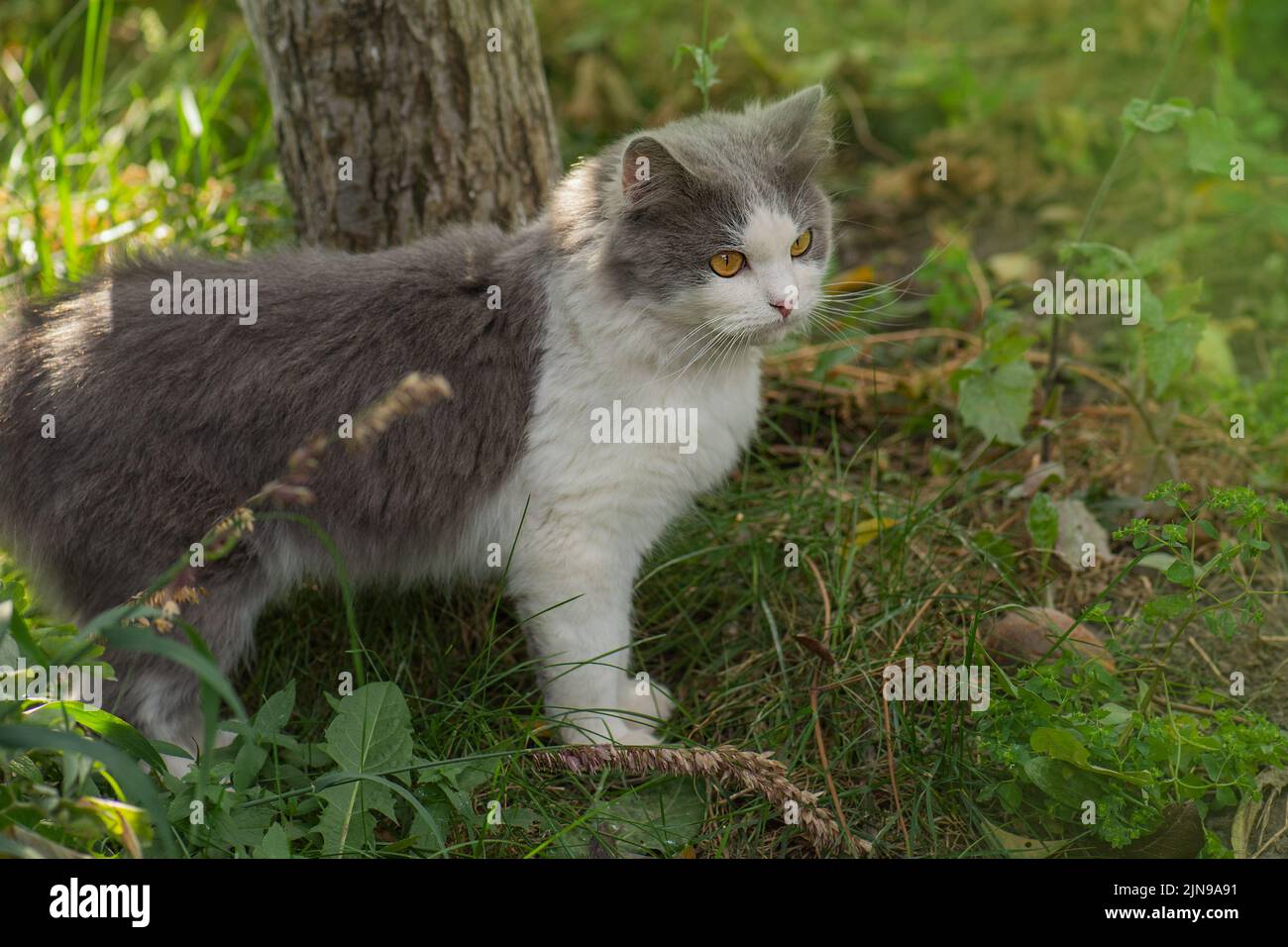 Glücklich schöne Katze steht im Garten unter den Bäumen. Erwachsene Dorfkatze auf dem Bauernhof aus nächster Nähe.Bauernkatze genießt die Sonne. Katze ruht auf dem Hinterhof. Stockfoto