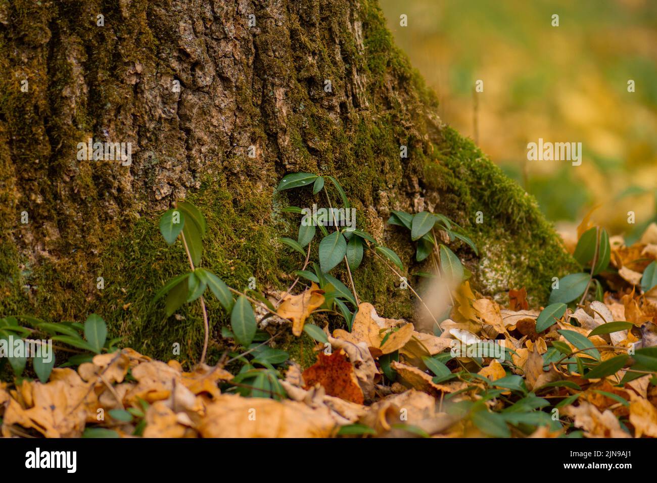 Bunte Textur des Herbstblattes. Draufsicht mit Kopierbereich. Herbst Blatt Hintergrund flach lag. Herbstblatt Textur Hintergrund Draufsicht. Platz für Text. Stockfoto