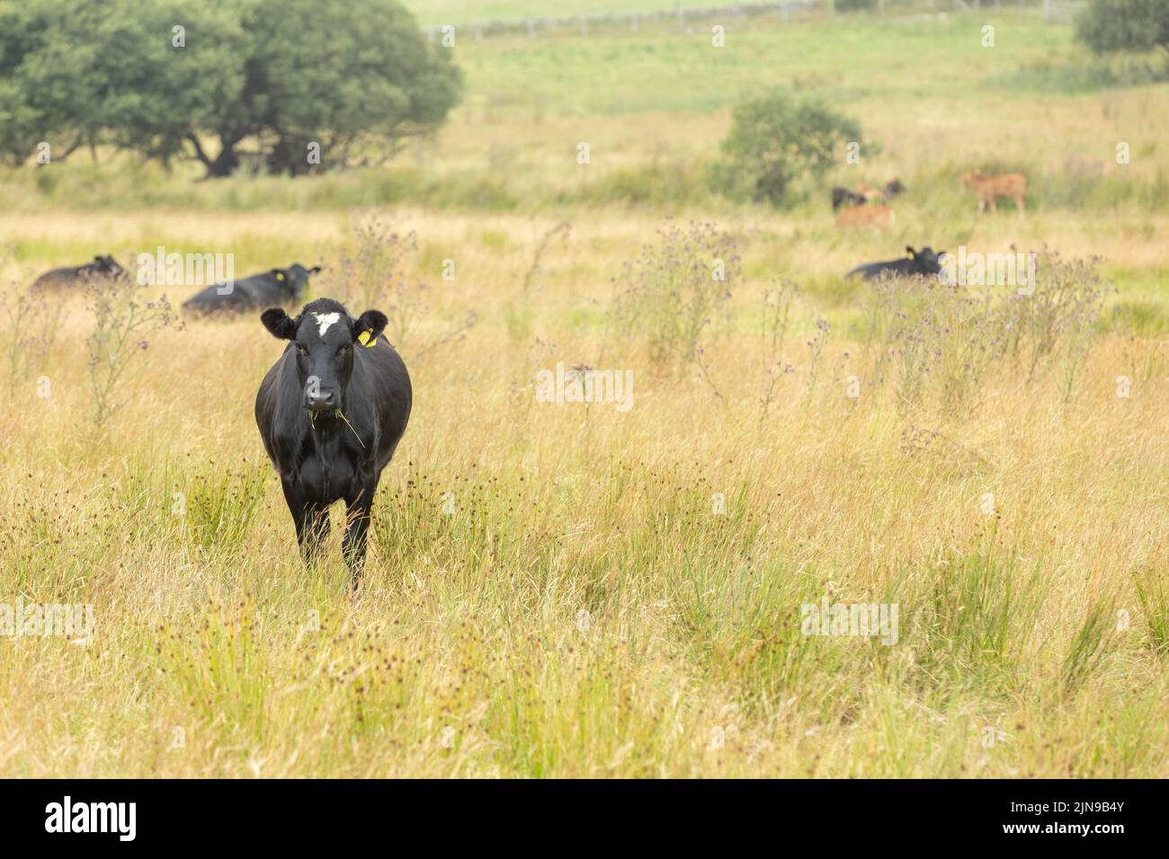 Schwarze Kuh, die im langen Gras steht und nach vorne blickt und auf die Kamera blickt Stockfoto