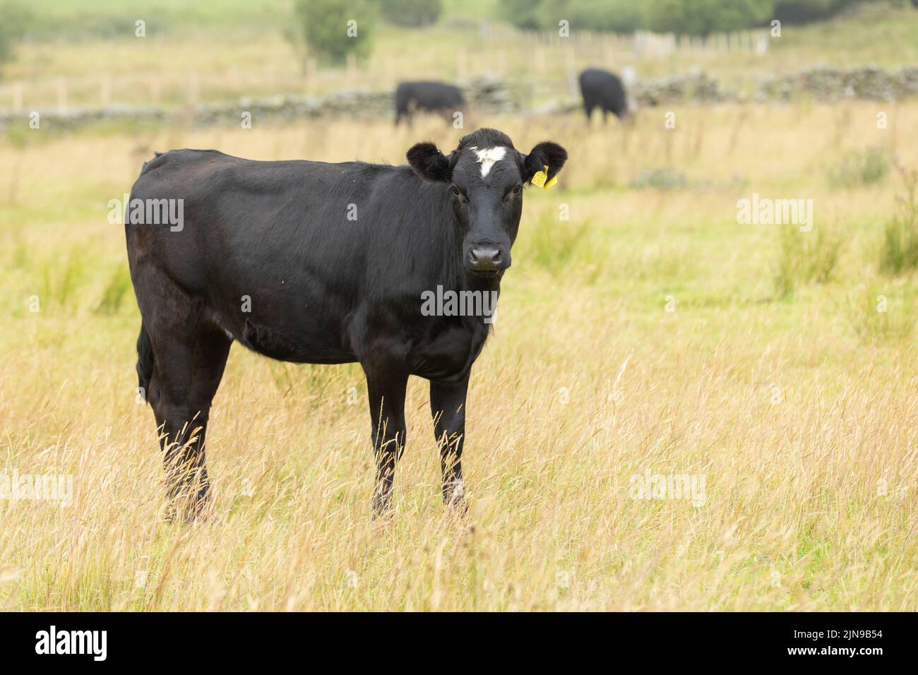 Schwarze Kuh, die im langen Gras steht und nach vorne blickt und auf die Kamera blickt Stockfoto