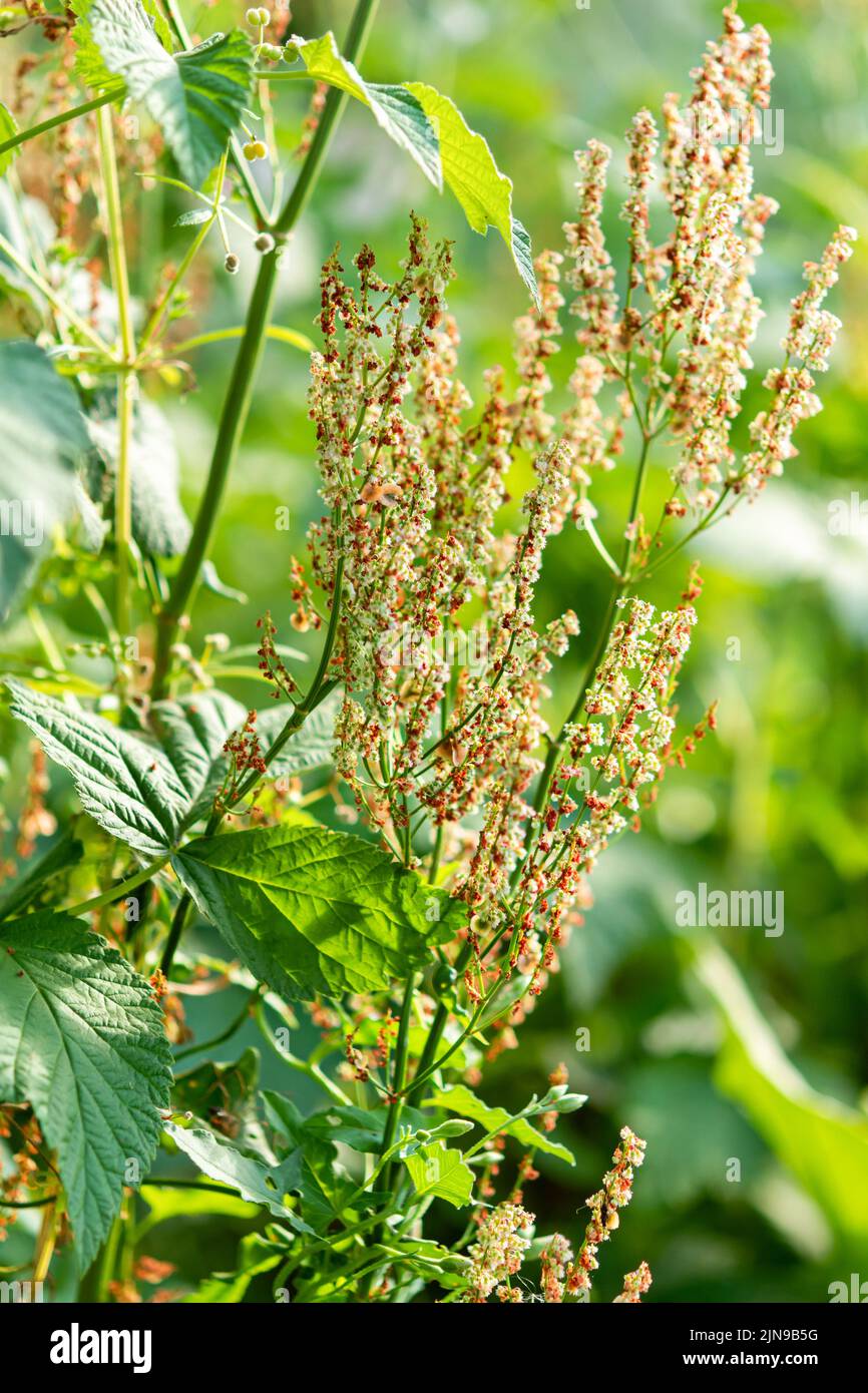 Im Garten blüht der Sauerampfer. Rumex acetosa, gemeiner Sauerampfer, eine mehrjährige krautige Pflanze der mehrblütigen Familie Stockfoto