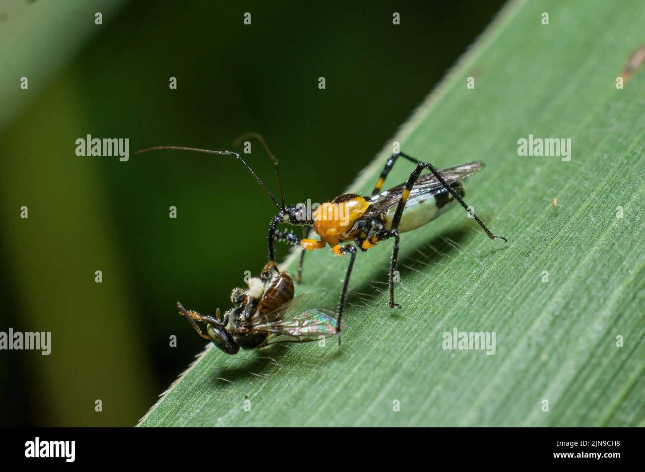 Eine Nahaufnahme eines Mörderbugs, der eine Biene tötete. Zelus longipes. Stockfoto