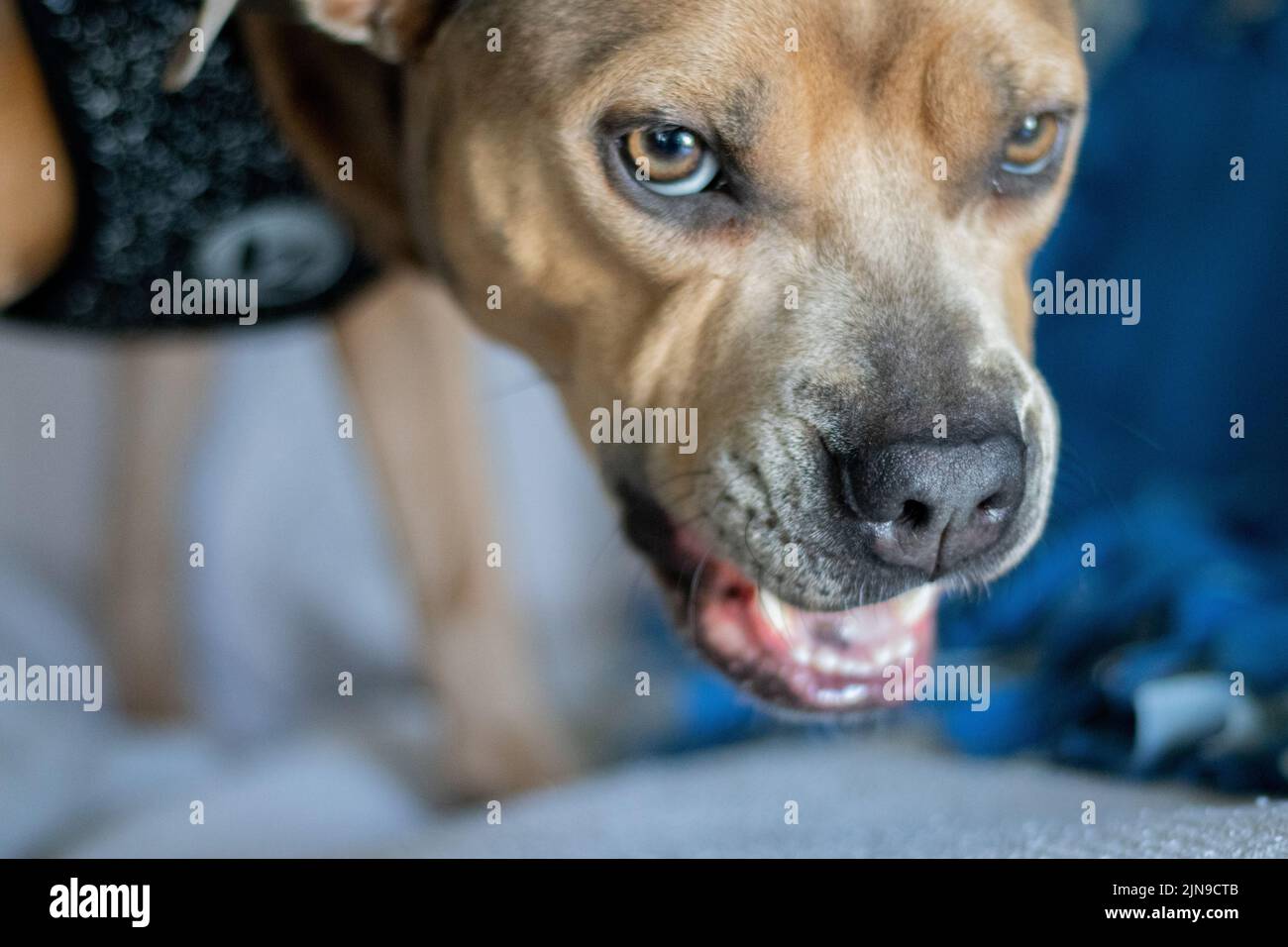Wütender Pitbull oder knurrender Hund Stockfoto