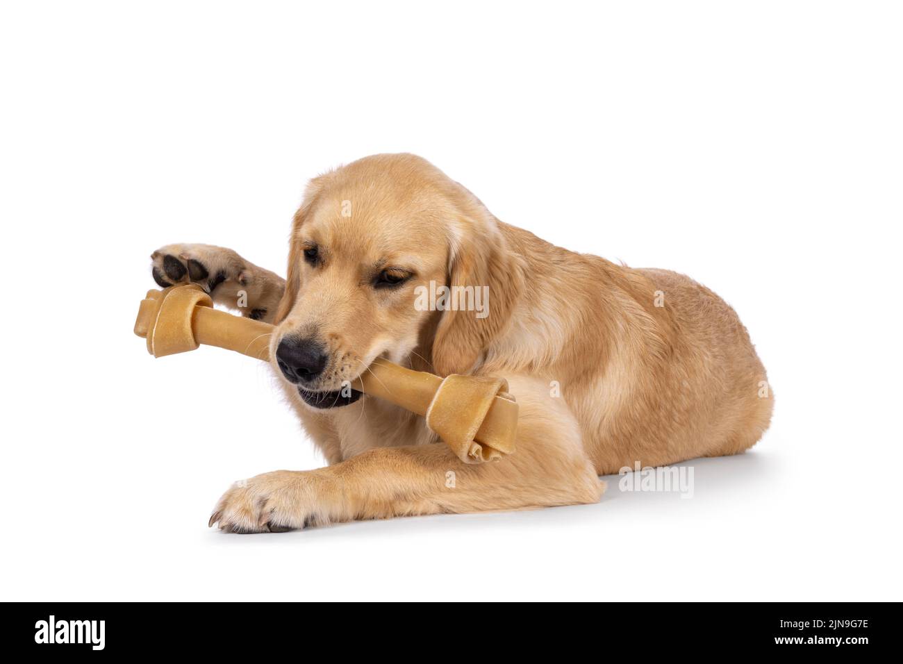 Freundlicher, 6 Monate alter Golden Retriever Hund, der sich flach mit Knochen im Mund niederlegt. Isoliert auf weißem Hintergrund. Stockfoto