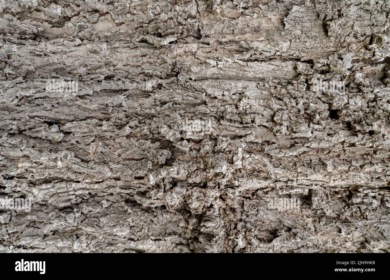 Alte Baumrinde Textur Hintergrund. Graues Holz Haut abstrakten Hintergrund. Muster der natürlichen Baumrinde Textur. Raue Rumpfoberfläche. Korrosionsbaum Stockfoto
