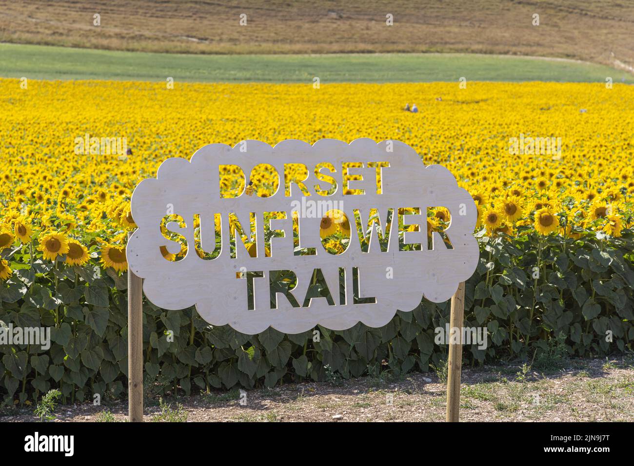 Dorset Sunflower Trail, Maiden Castle Farm, Dorchester, Dorset 9.. August 2022 Stockfoto