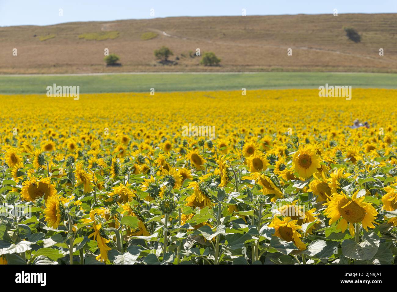 Dorset Sunflower Trail, Maiden Castle Farm, Dorchester, Dorset 9.. August 2022 Stockfoto