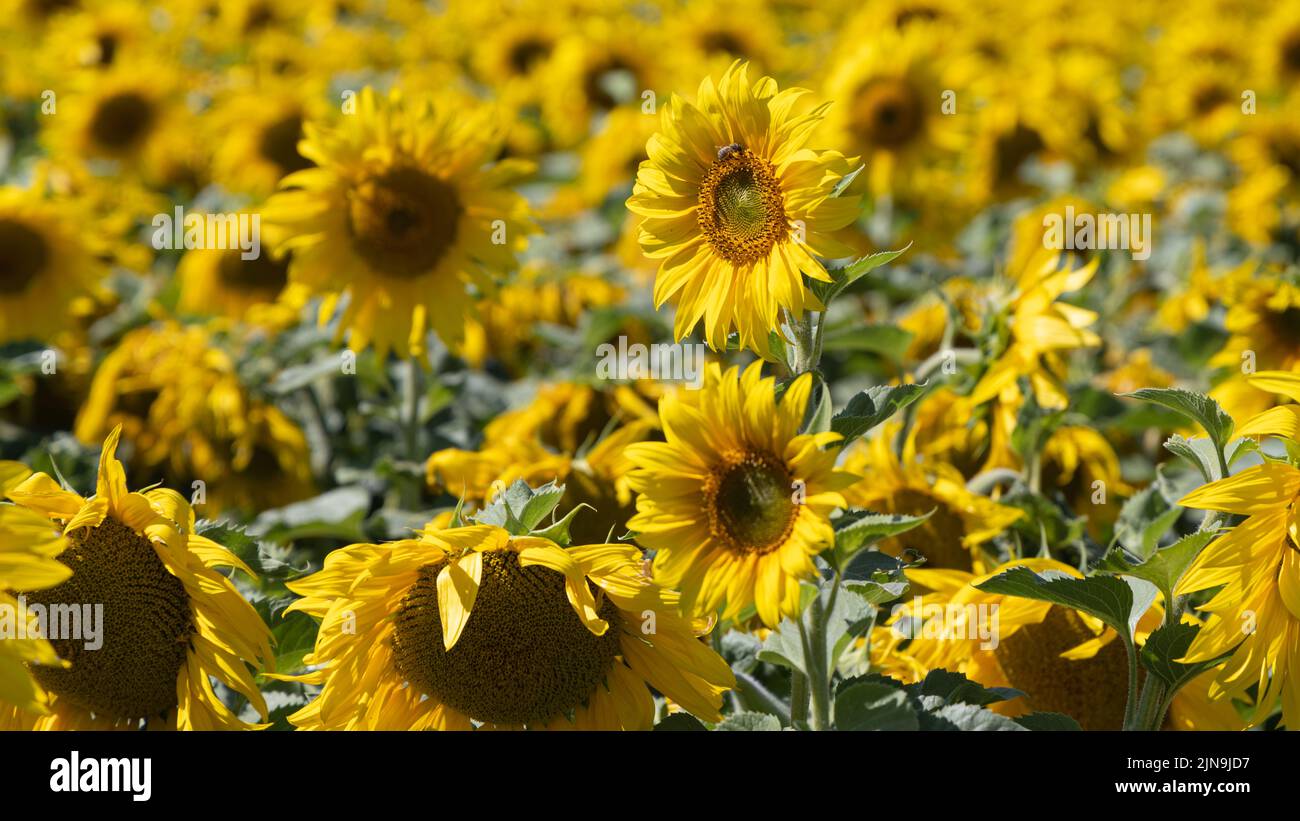 Dorset Sunflower Trail, Maiden Castle Farm, Dorchester, Dorset 9.. August 2022 Stockfoto