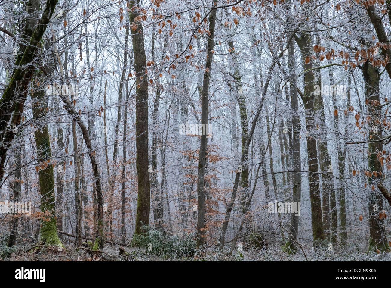 France, Cher, Berry, Morogues, Foret de la Borne, Borne Forest im Winter mit Frost // France, Cher (18), Berry, Morogues, forêt de la Borne en hiver Stockfoto