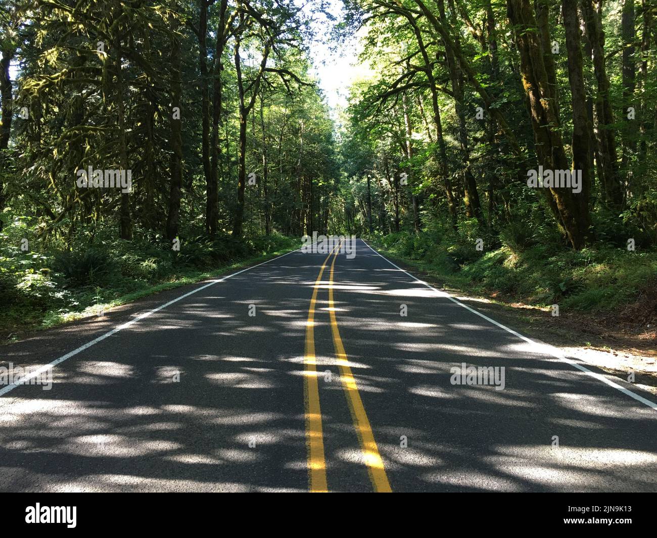 Eine asphaltierte Straße im Wald in Clackamas, Oregon, USA Stockfoto