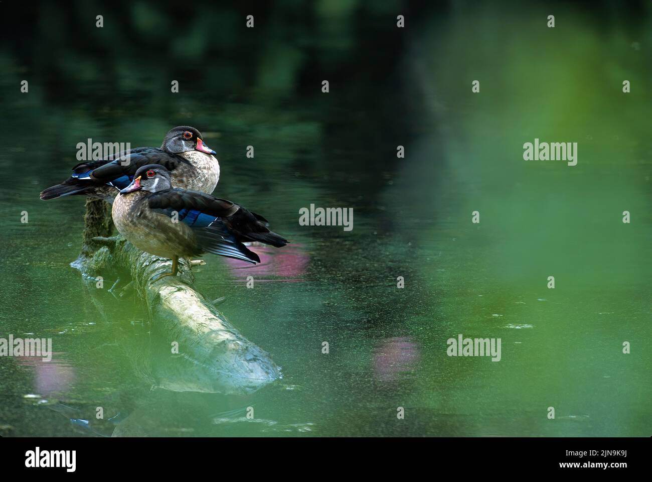 Zwei drake-Holzenten im finsterlichen Gefieder, die auf einem Sommerteich mit Reflexen von Sumpfrosen ruhend sind, Malvenblüten Jamaica Bay, Gateway August 05 53,2 MB ( Stockfoto