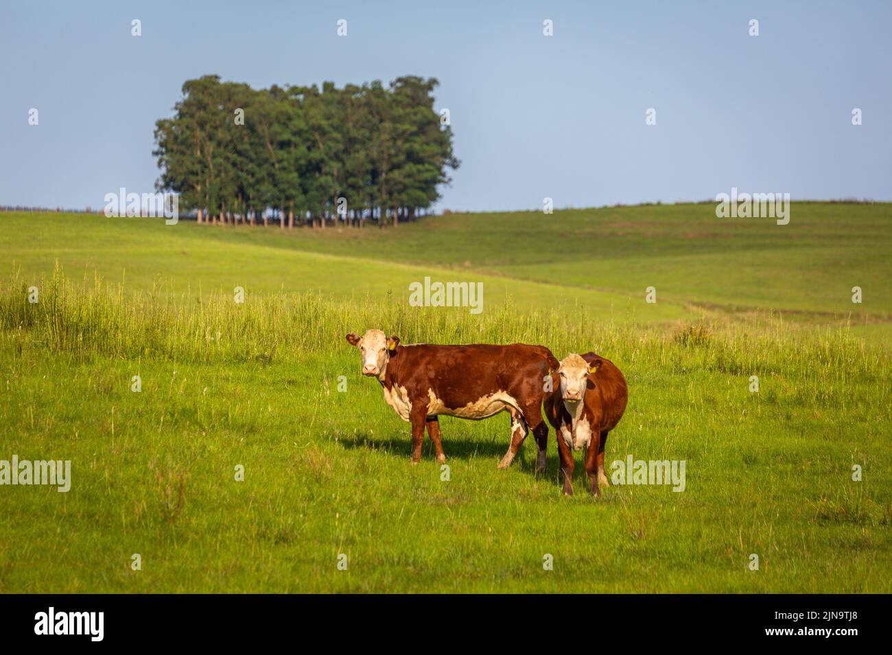 Kühe Vieh in südlichen Brasilien Landschaft Blick auf die Kamera Stockfoto