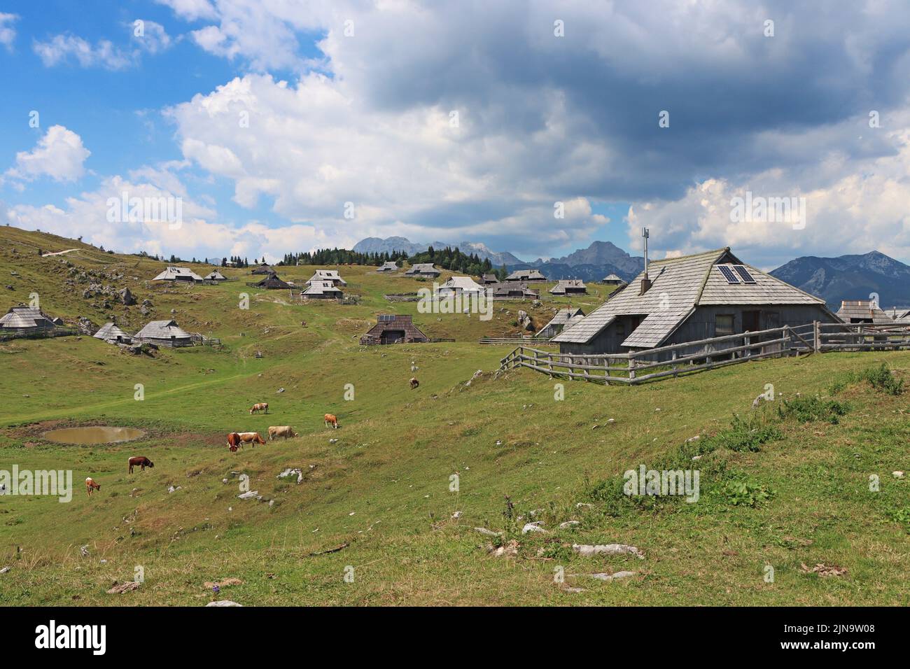 Herdsmens Hütten und Kühe auf dem Großen Bergplateau in Slowenien in den Steiner Savinja Alpen Stockfoto
